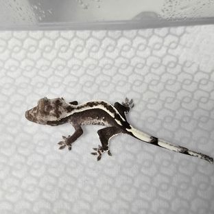 아잔틱