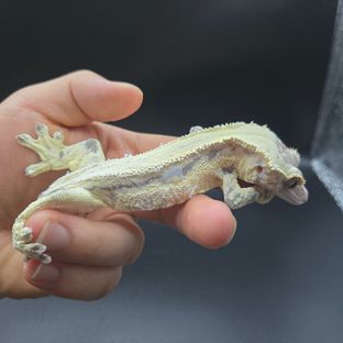 프라푸치노
