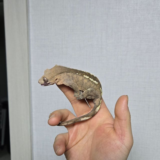 카푸치노