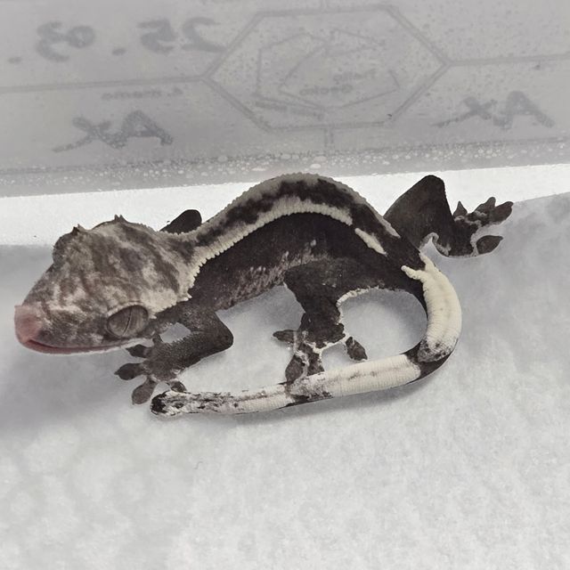 아잔틱