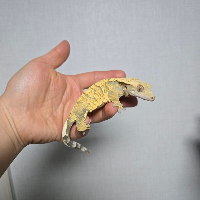 트라이