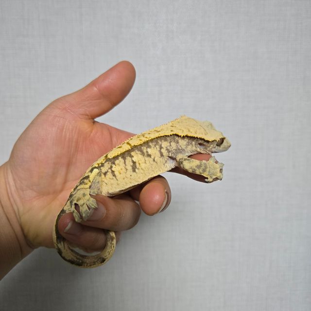 트라이