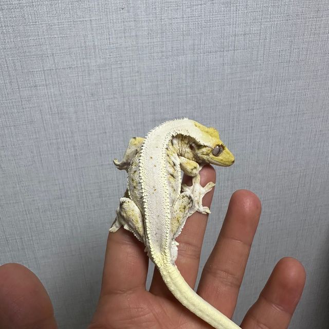 릴리화이트