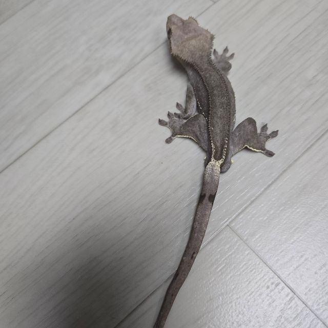 아잔틱