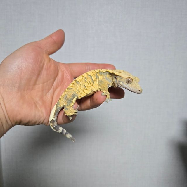 트라이