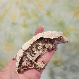 노멀 트라이 (모)