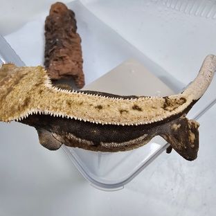 푸린