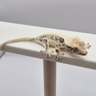 릴리화이트 솔리드백