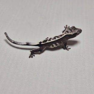 욱님