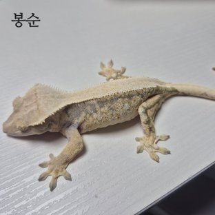봉순