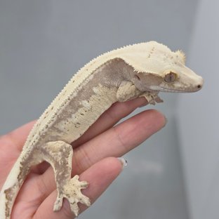 붕붕