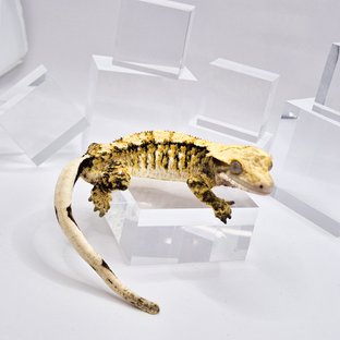 100%헷초초 트라이