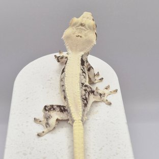 릴리화이트 솔리드백