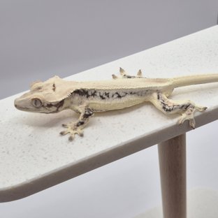 릴리화이트 솔리드백