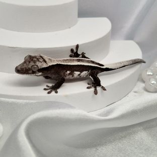아잔틱