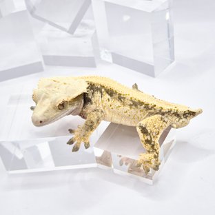 노멀 드리피 화이트스팟 솔리드백