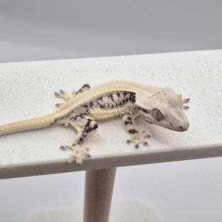 릴리화이트 솔리드백