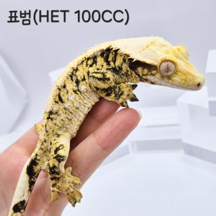 표범 헷100