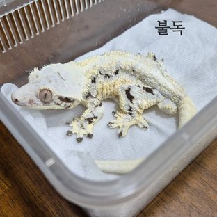 불독