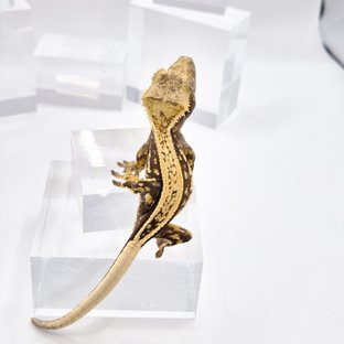 노멀 핀스트라이프 풀핀 쿼드