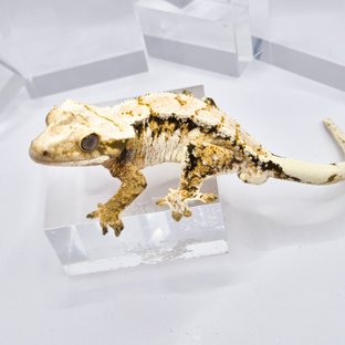 노멀 트라이 익스트림할리퀸 텐저린