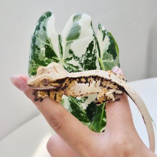 카헤요