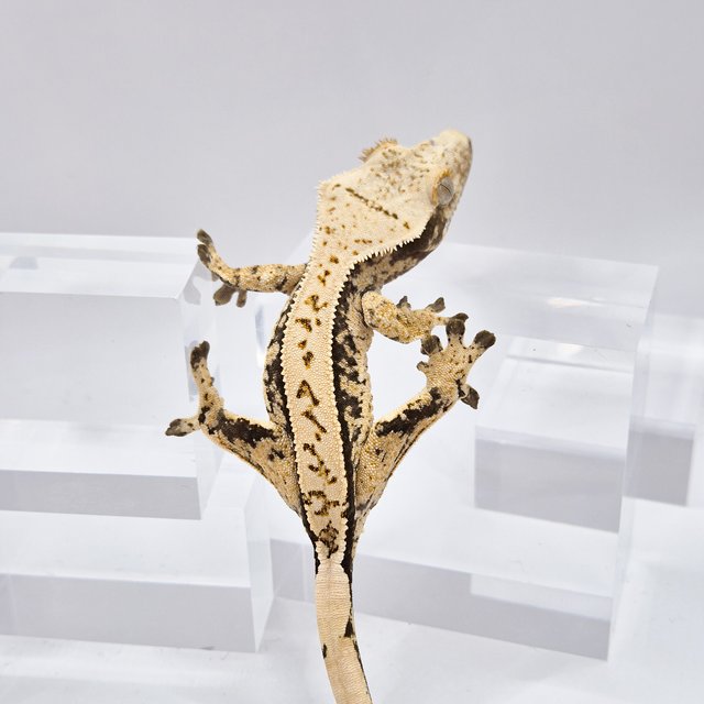 노멀 드리피 화이트스팟