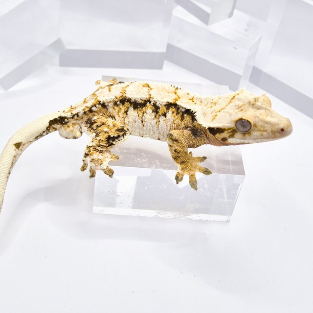 노멀 트라이 익스트림할리퀸 텐저린