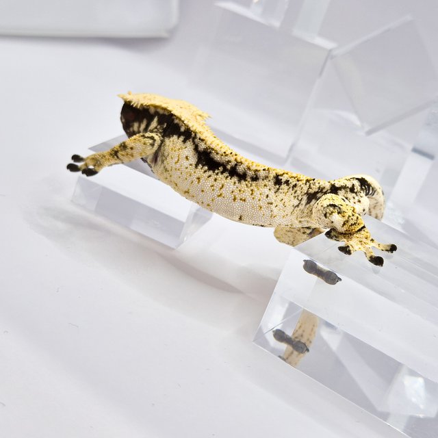 노멀 드리피 화이트스팟