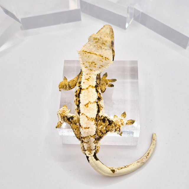 노멀 트라이 익스트림할리퀸 텐저린