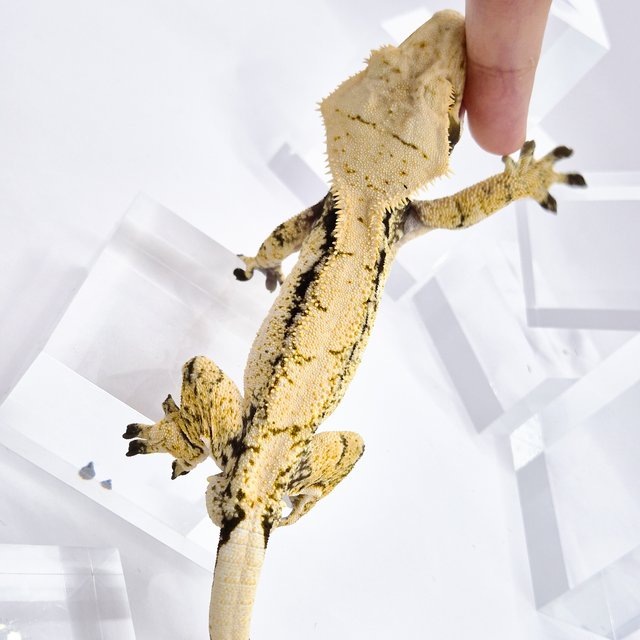 노멀 드리피 화이트스팟