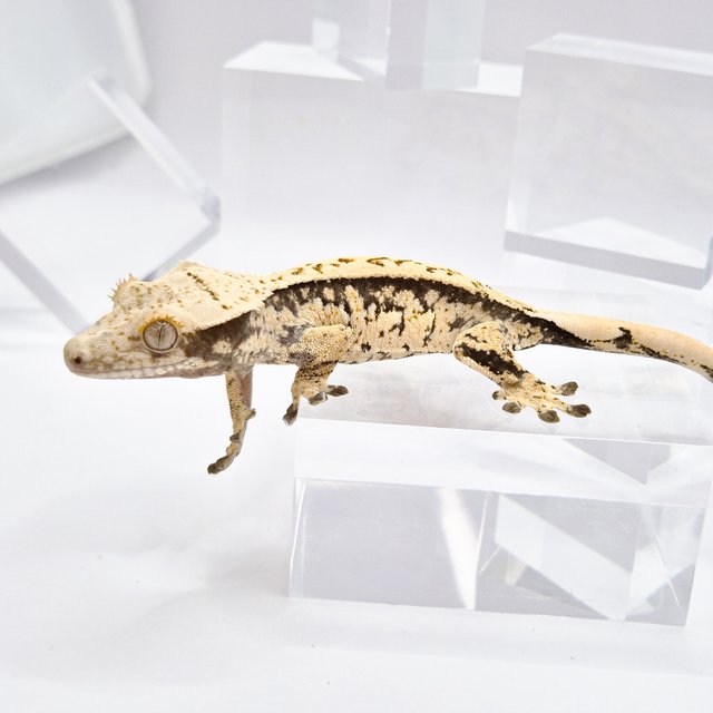 노멀 드리피 화이트스팟