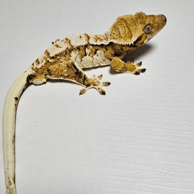 SPT