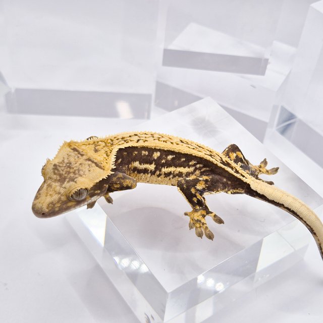 노멀 핀스트라이프 풀핀 쿼드