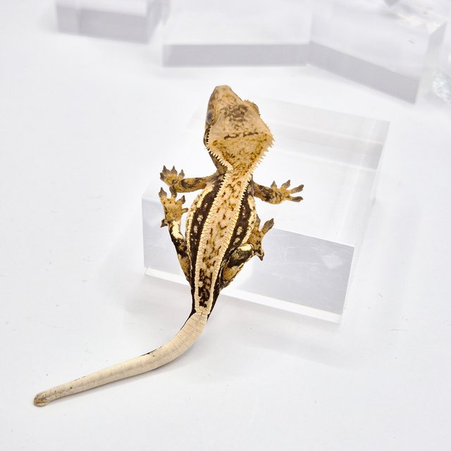 노멀 쿼드 풀핀