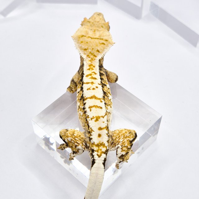 트라이 익스트림할리퀸