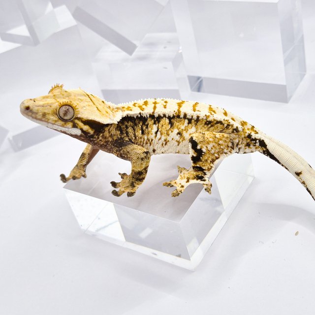 트라이 익스트림할리퀸