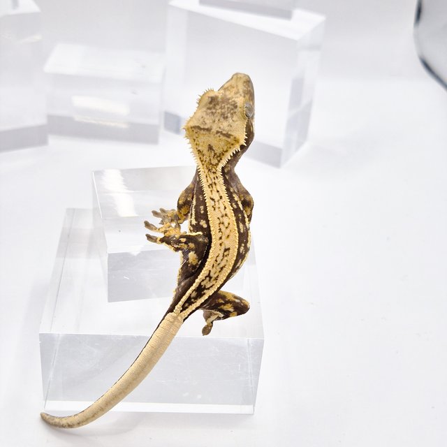 노멀 핀스트라이프 풀핀 쿼드