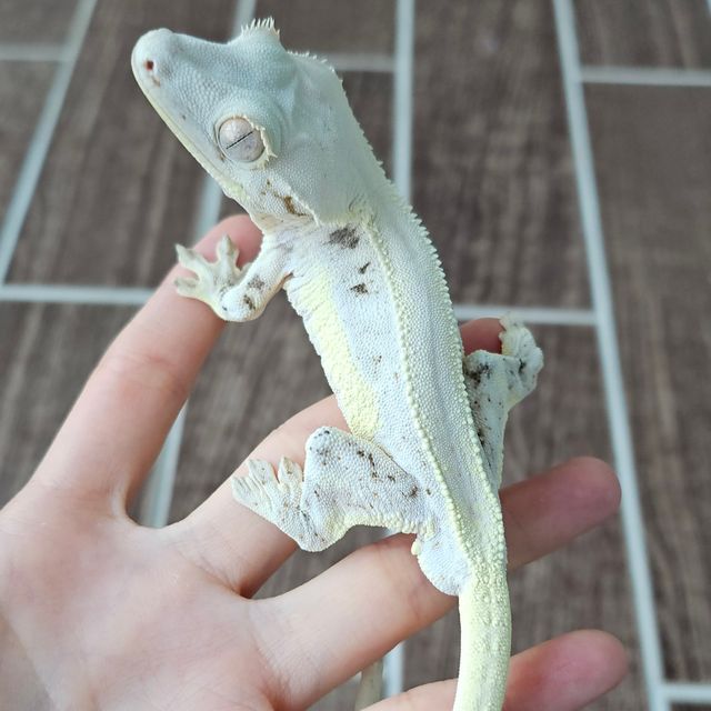 릴리화이트 솔리드백