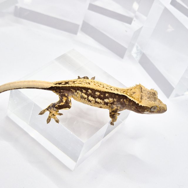 노멀 핀스트라이프 풀핀 쿼드