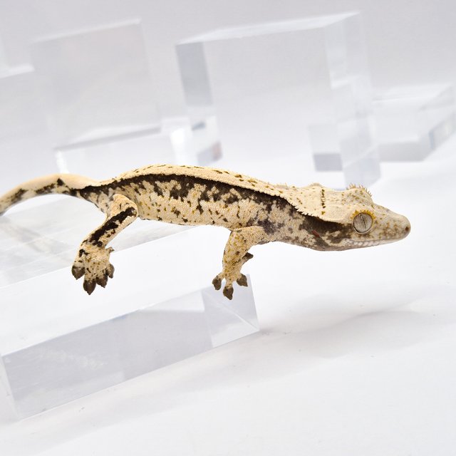 노멀 드리피 화이트스팟