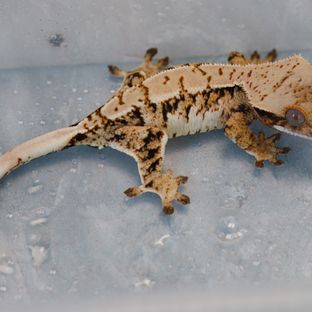 트라이