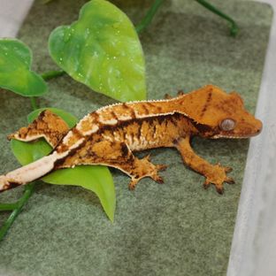 트라이
