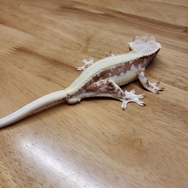 릴리화이트 레드