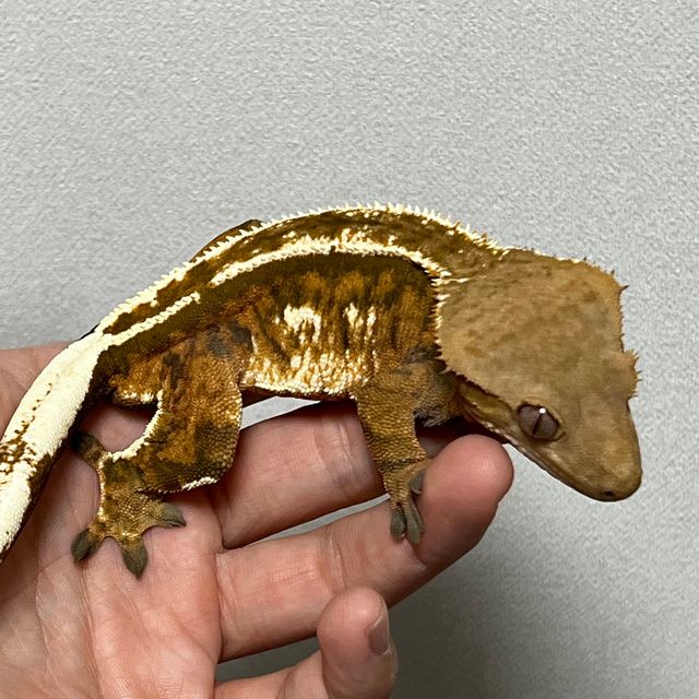 몬코사