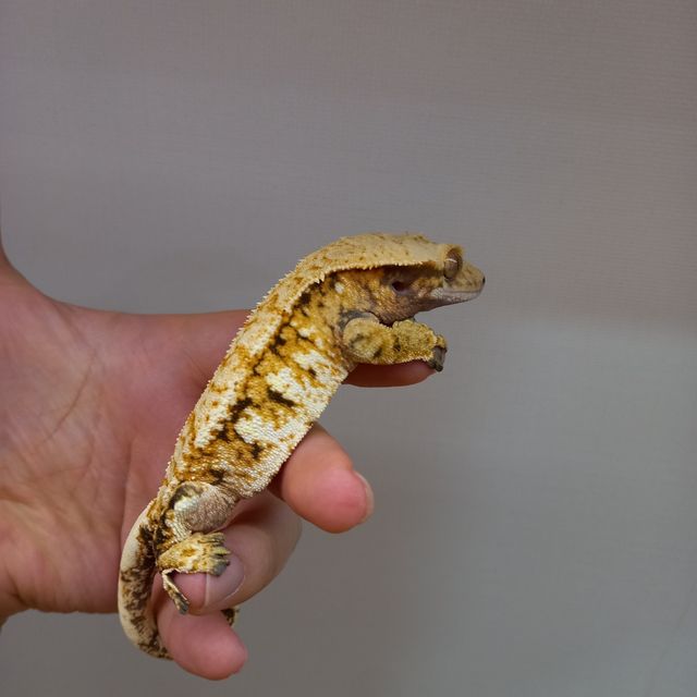 트라이