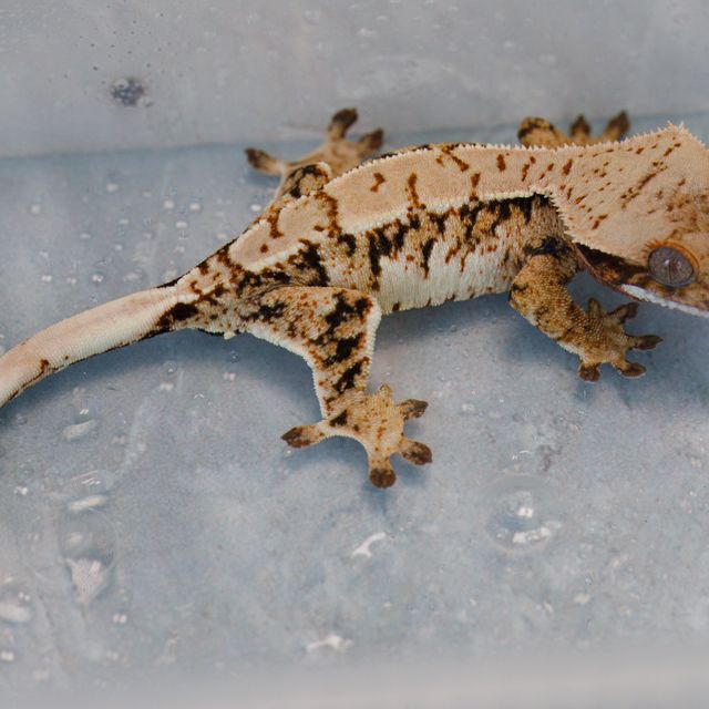 트라이