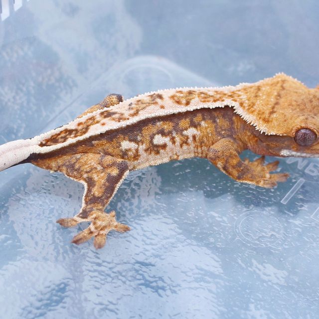 트라이