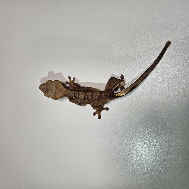 노멀 다크 챠콜