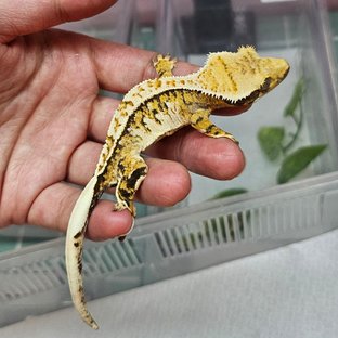 트라이